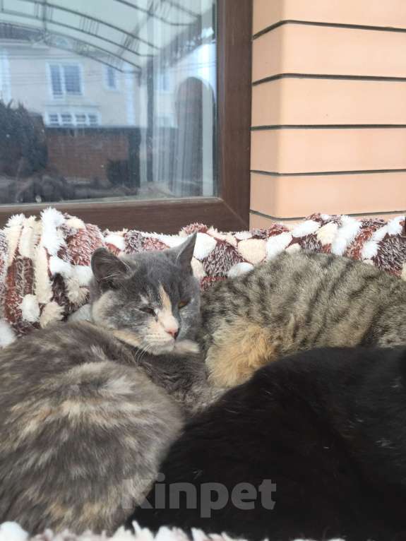 Кошки в Краснодаре: Кошечка в добрые руки Девочка, Бесплатно - фото 2