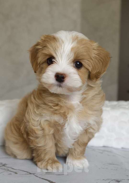 Собаки в Санкт-Петербурге: Щенок мальтипу Девочка, Бесплатно - фото 8