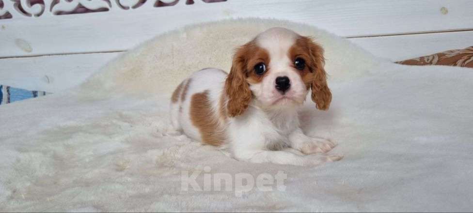 Собаки в Сергиеве Посаде: Мальчики кавалерчики Мальчик, 111 111 руб. - фото 1