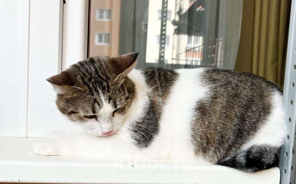 Кошки в Москве: Любопытный котик Зефир в добрые руки Мальчик, Бесплатно - фото 8