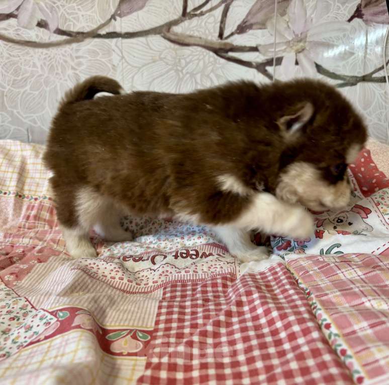 Собаки в Санкт-Петербурге: Щенок Малая Сибирская Собака Хапика Девочка, Бесплатно - фото 5