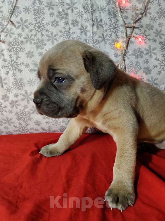 Собаки в других городах Краснодарского края: Кане-Корсо, щенок Девочка, 25 000 руб. - фото 7