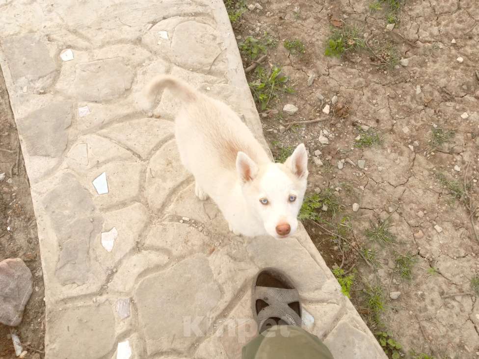 Собаки в других городах Крыма: Мазя Девочка, 8 000 руб. - фото 3