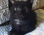 Кошки в Котельнике: Черный котенок в добрые руки Москва и Московская область Девочка, Бесплатно - фото 1