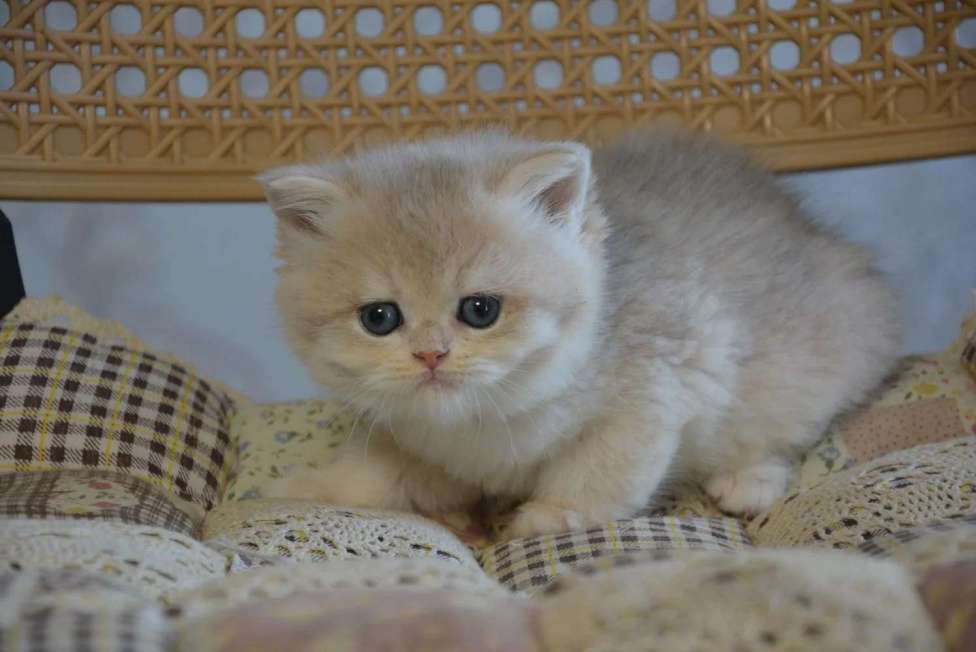 Кошки в Сочи: Котята Девочка, Бесплатно - фото 10