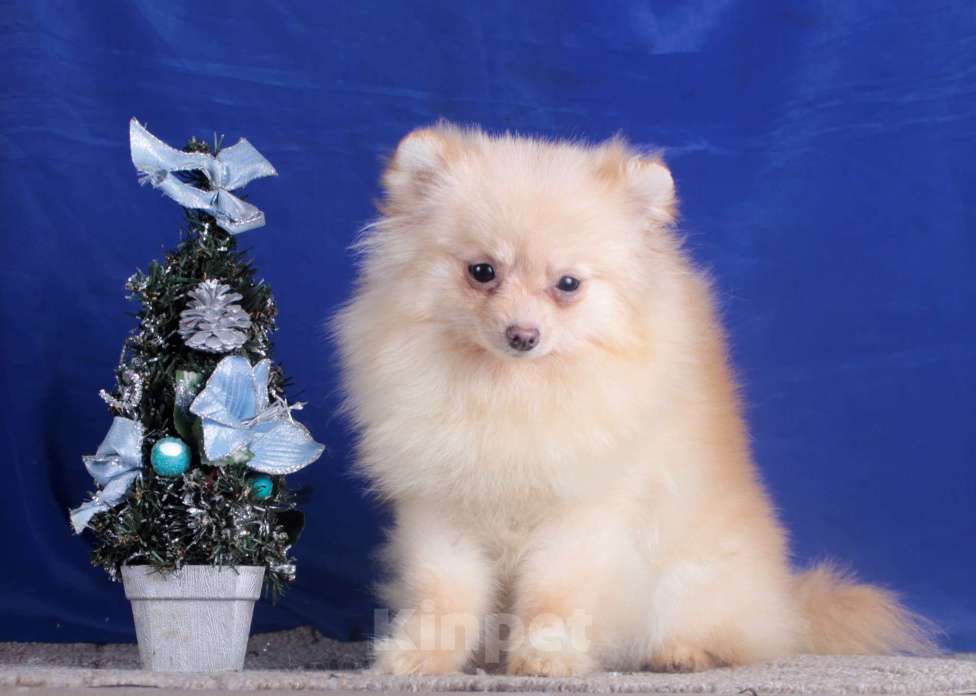 Собаки в Москве: померанский шпиц мини девочка Девочка, 40 000 руб. - фото 4