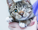 Кошки в Солнечногорске: Котенок ,2 мес в добрые руки Мальчик, Бесплатно - фото 4
