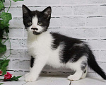 Кошки в Люберцах: котята в добрые руки Девочка, Бесплатно - фото 7