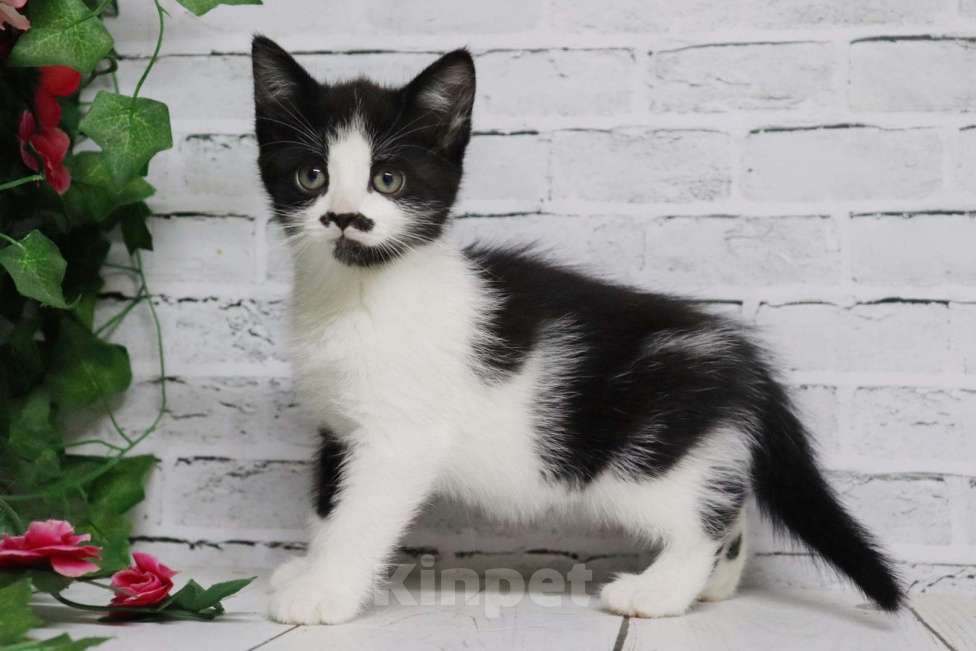 Кошки в Люберцах: котята в добрые руки Девочка, Бесплатно - фото 7