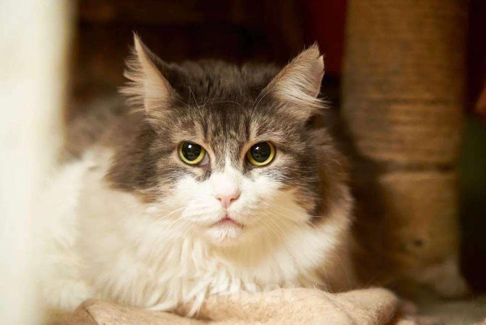 Кошки в Москве: Марго – кошечка сибирячка с огромными глазами в добрые руки Девочка, Бесплатно - фото 3