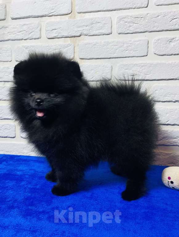 Собаки в Москве: Померанский шпиц  Девочка, 40 000 руб. - фото 3