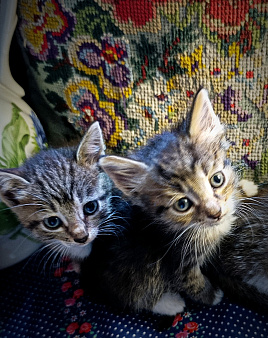 Котята крысоловы в добрые руки