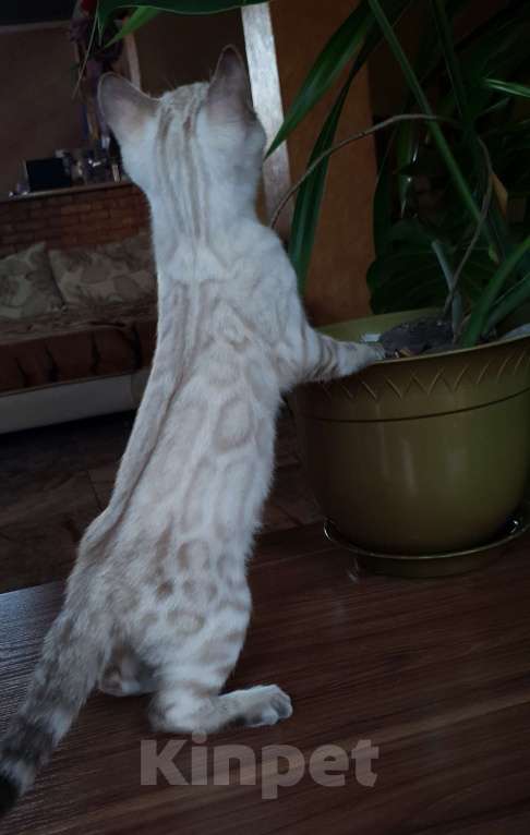 Кошки в Симферополе: Снежный бенгальский мальчик  Мальчик, 65 000 руб. - фото 3