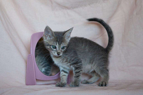 Объявление: Мальчуган Грей - котенок, 2 месяца, 1 руб., Москва