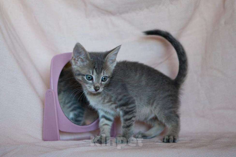 Кошки в Москве: Мальчуган Грей - котенок, 2 месяца Мальчик, 1 руб. - фото 1