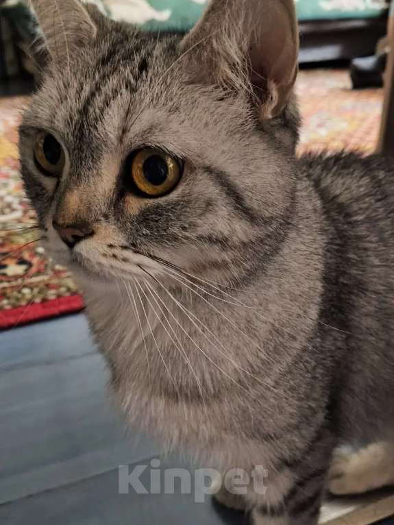 Кошки в Уфе: Отдам в добрые руки Девочка, 100 руб. - фото 1