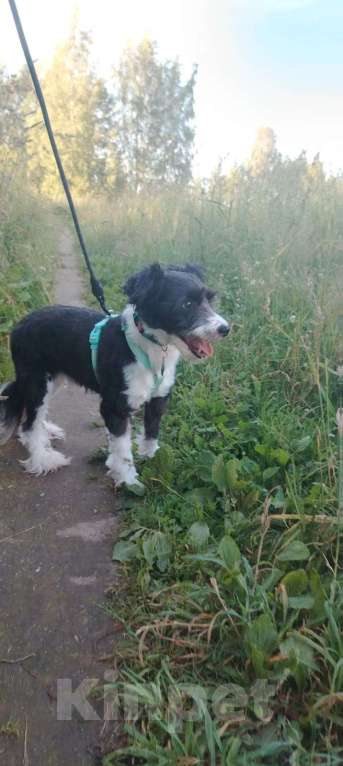 Собаки в Санкт-Петербурге: Маленький пёсик китайской хохлатой породы ищет дом Мальчик, Бесплатно - фото 3