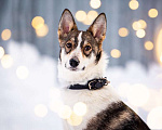 Собаки в Котельнике: Изящная красавица Дарси в поисках дома! Девочка, Бесплатно - фото 1