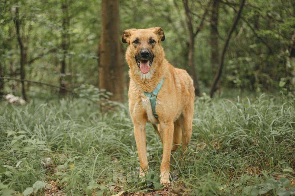 Собаки в Москве: Тилль ищет дом Мальчик, Бесплатно - фото 4