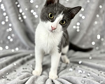 Кошки в Санкт-Петербурге: Очень ласковый котенок Мальчик, Бесплатно - фото 1