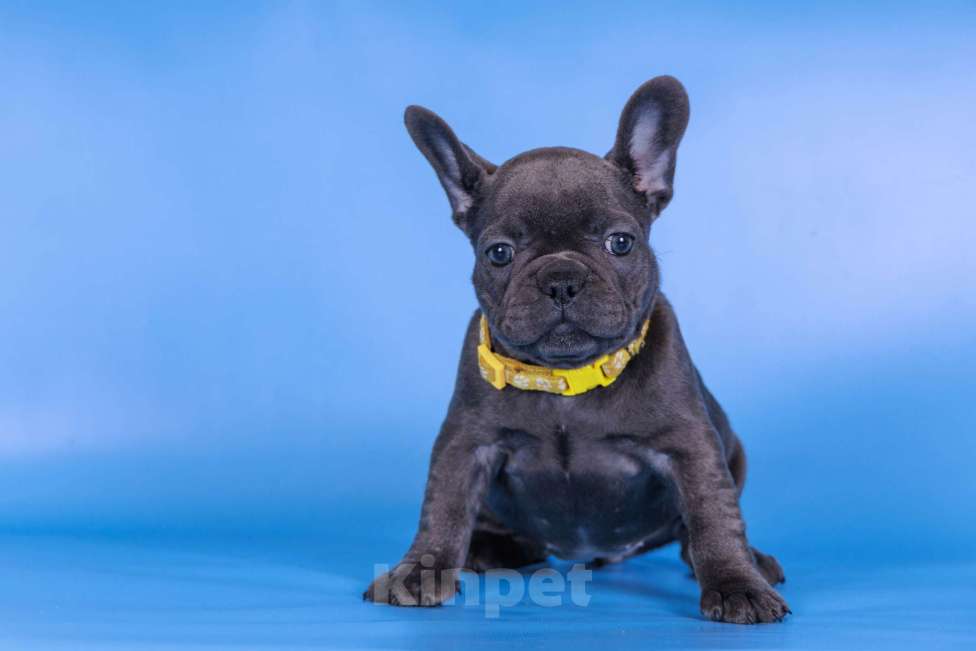 Собаки в Москве: Французкий бульдог Девочка, 70 000 руб. - фото 4