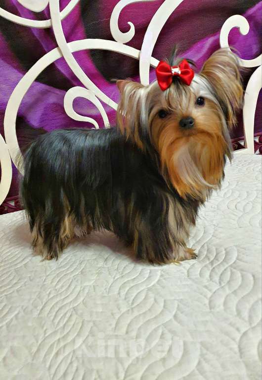 Собаки в Москве: МАЛЬЧИКИ-КРАСАВЧИКИ Мальчик, 45 руб. - фото 6