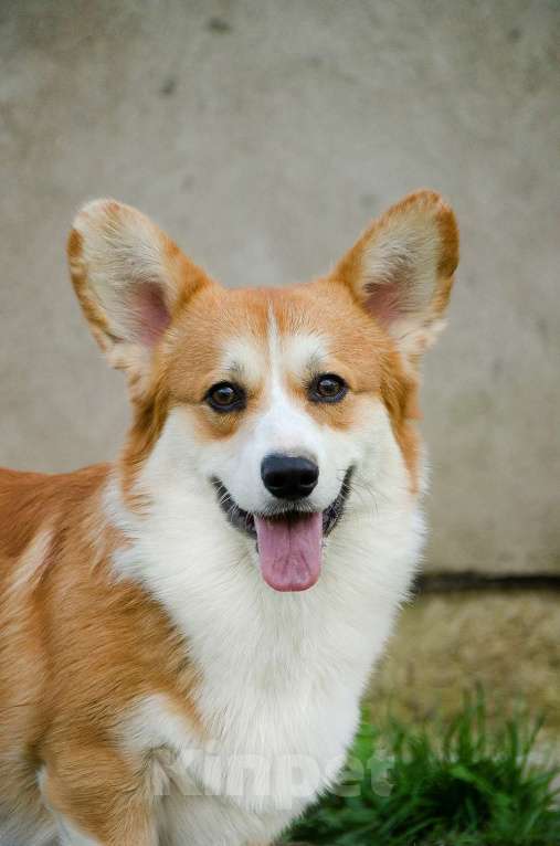 Собаки в Москве: Кобель корги, вязка Мальчик, Бесплатно - фото 4