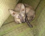 Кошки в Горячем Ключе: Вязка, 1 руб. - фото 1
