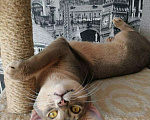Кошки в Воронеже: Абиссинский кот вязка, 4 500 руб. - фото 3