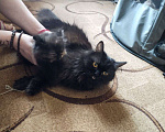 Кошки в Дмитрове: котенок ищет дом Девочка, 4 000 руб. - фото 2