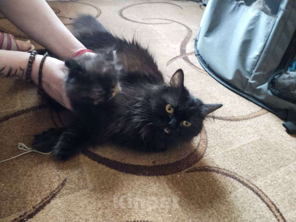 Кошки в Дмитрове: котенок ищет дом Девочка, 4 000 руб. - фото 2