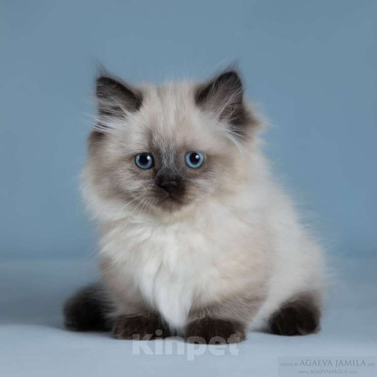 Кошки в Москве: Менуэт Девочка, 200 000 руб. - фото 2