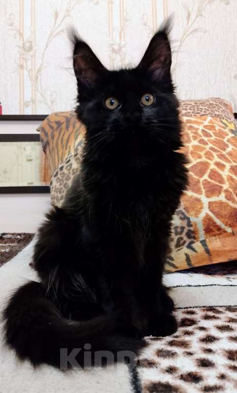Кошки в Майкопе: Девочка полидакт в шикарной чёрной шубке Девочка, 35 000 руб. - фото 1