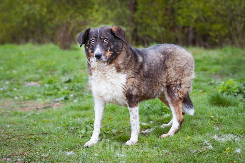 Собаки в Москве: собака из приюта в добрые руки Мальчик, Бесплатно - фото 3