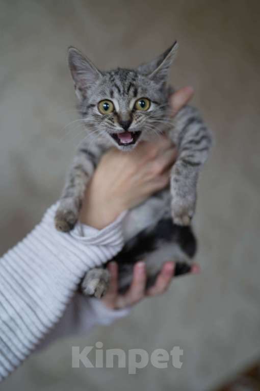 Кошки в Москве: Мелисса в поисках дома Девочка, Бесплатно - фото 5