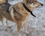 Собаки в Рязани: Потерялась собака Рязань район Приокский Девочка, Бесплатно - фото 1