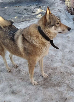 Объявление: Потерялась собака Рязань район Приокский, Бесплатно, Рязань