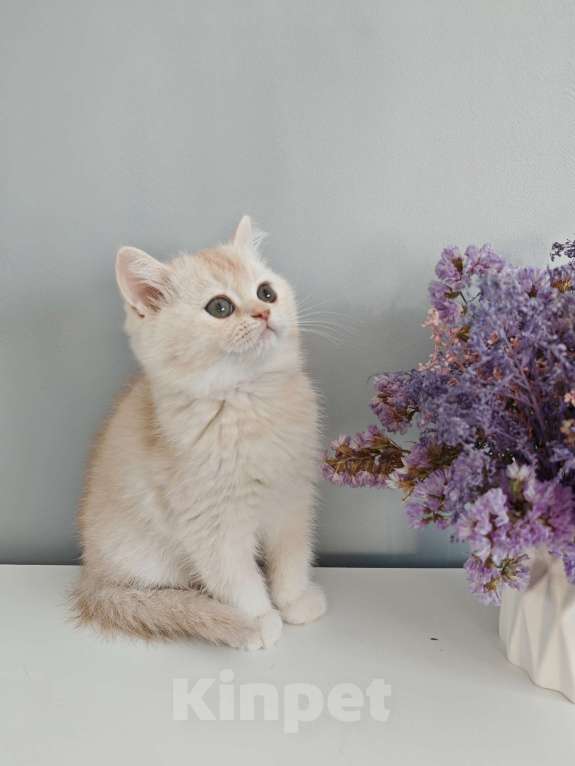 Кошки в Москве: Продажа породистого шотландского котенка Мальчик, 60 000 руб. - фото 5