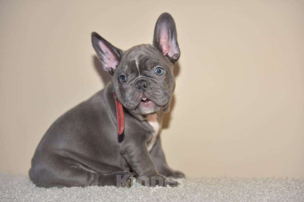 Собаки в Москве: Девочка голубая Девочка, 75 000 руб. - фото 5