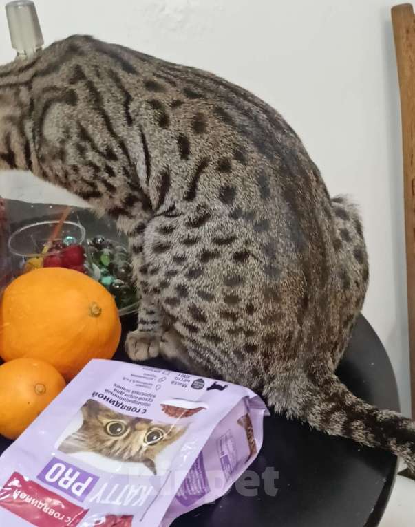 Кошки в Екатеринбурге: Котик Шалопай Мальчик, 15 000 руб. - фото 4