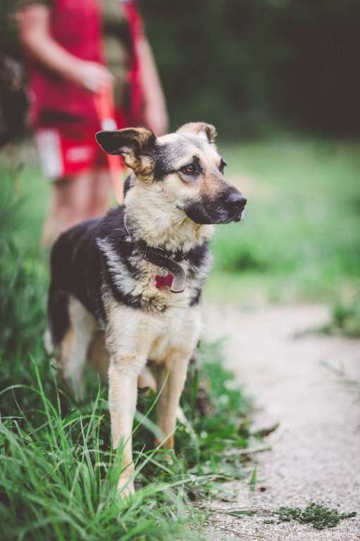 Собаки в Москве: Джессика, идеальная собака Девочка, Бесплатно - фото 2
