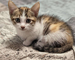 Кошки в Ижевске: котенок в добрые руки Девочка, Бесплатно - фото 1