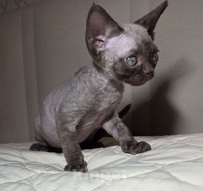 Кошки в Москве: Котенок Девон рекс Девочка, 85 000 руб. - фото 1