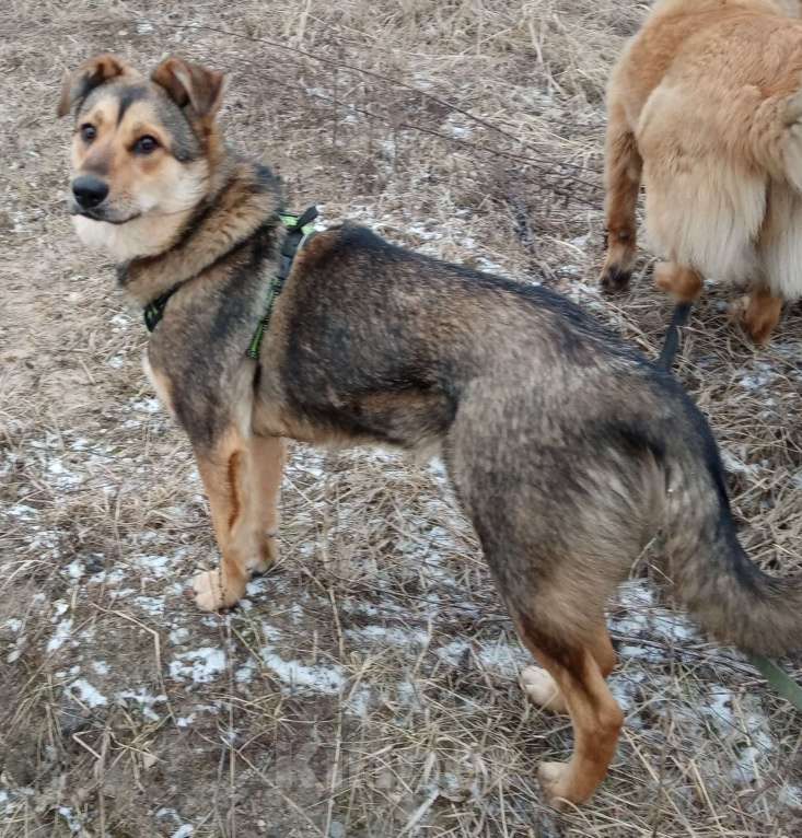 Собаки в Серпухове: Джерри.  Молодая собака для вольера. Девочка, Бесплатно - фото 5
