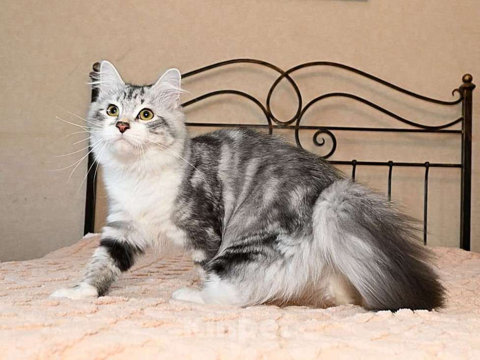 Кошки в Москве: Продаются сибирские и невские маскарадные котята Мальчик, Бесплатно - фото 5