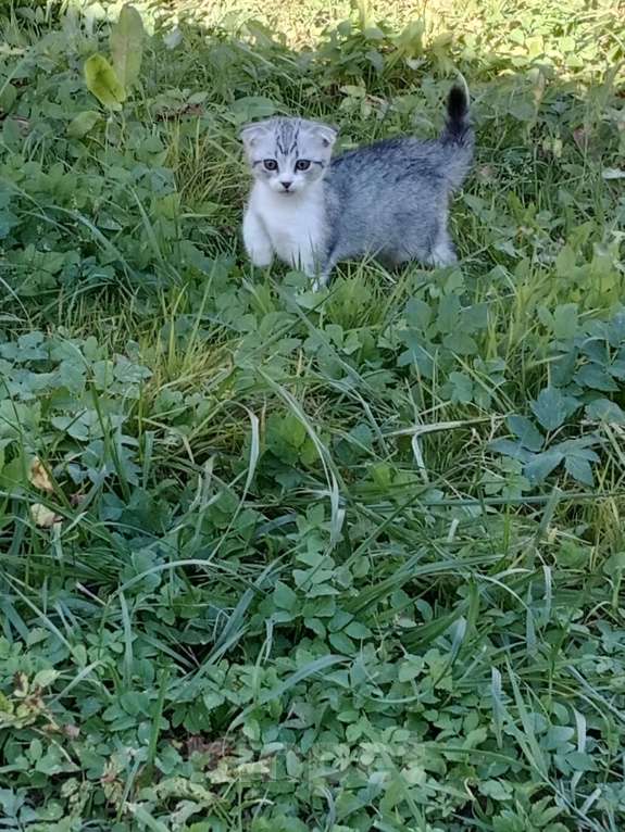 Кошки в Твери: Пропал котенок Мальчик, Бесплатно - фото 2