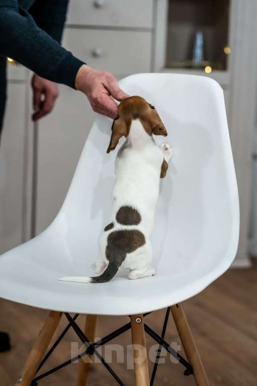 Собаки в других городах Московской области: Кроличья такса, пайнболд, Американский окрас Девочка, 220 000 руб. - фото 1