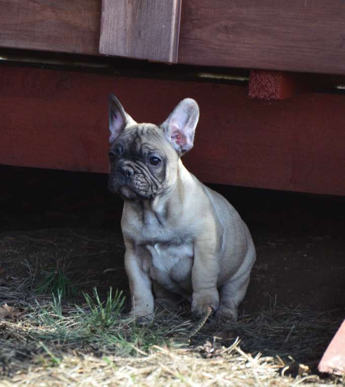 Собаки в Старом Купавне: Ленечка Мальчик, 50 000 руб. - фото 3