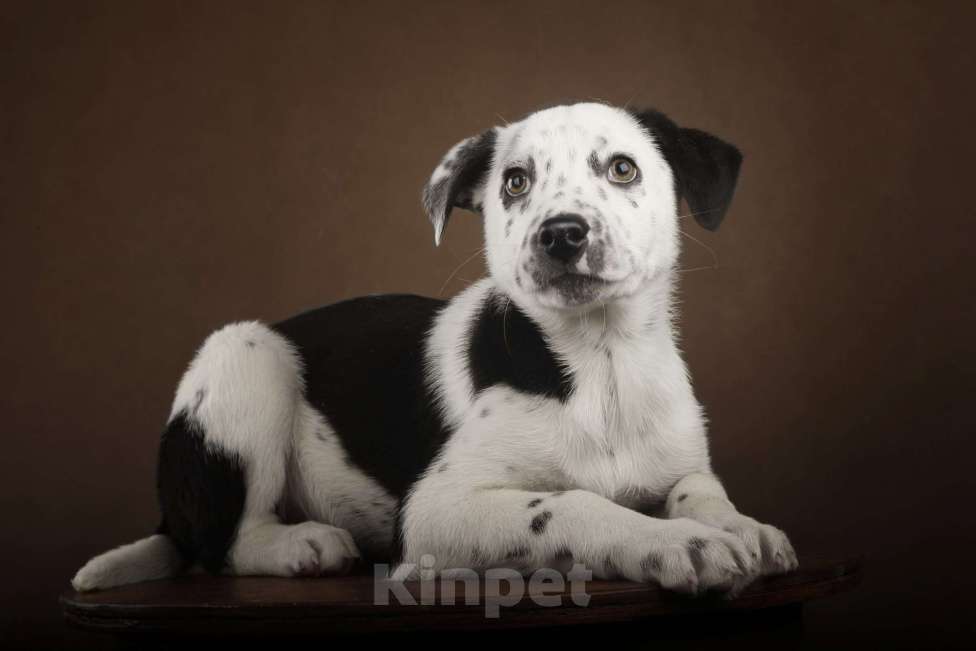 Собаки в Москве: Щенок в добрый руки Мальчик, Бесплатно - фото 6