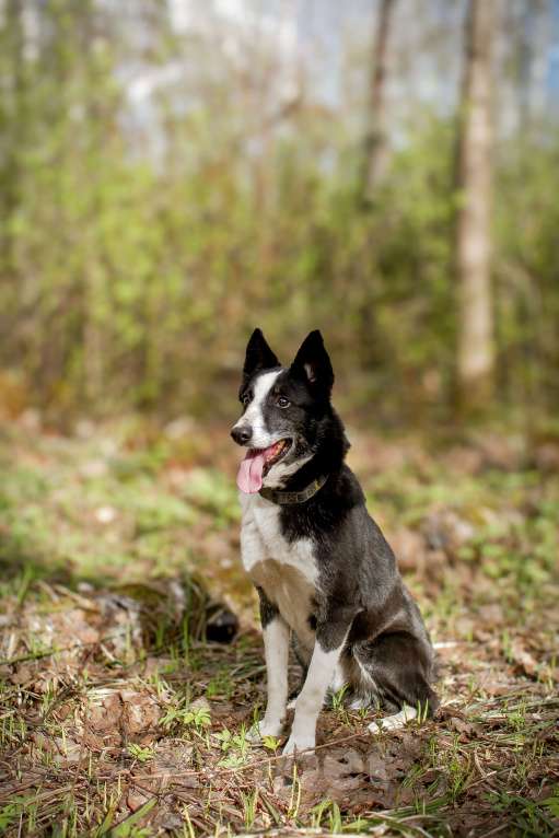 Собаки в Москве: Хаку в поисках своей семьи!  Мальчик, Бесплатно - фото 4